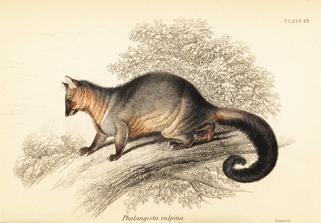 Közönséges kefefarkú can, Trichosurus vipecula. ,1841 (metszet) alkotó: Georges Robert Waterhouse
