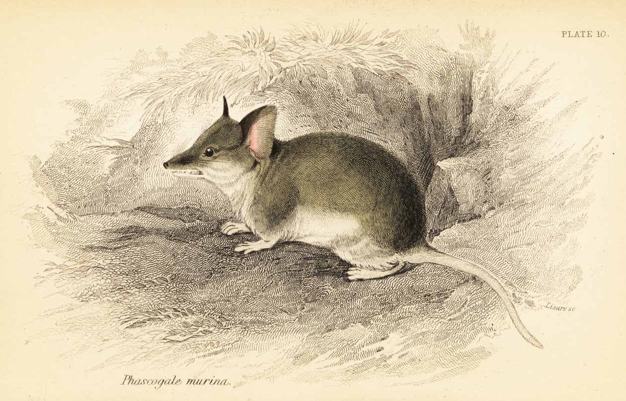 Közönséges dunnart, Sminthopsis murina. ,1841 (metszet) alkotó: Georges Robert Waterhouse