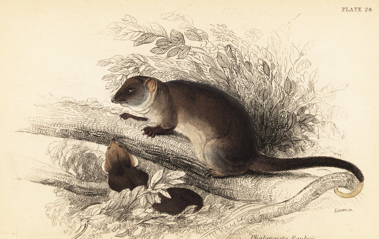 Látom a közönséges gyűrűsfarkút, Pseudocheirus peregrinus. ,1841 (metszet) alkotó: Georges Robert Waterhouse