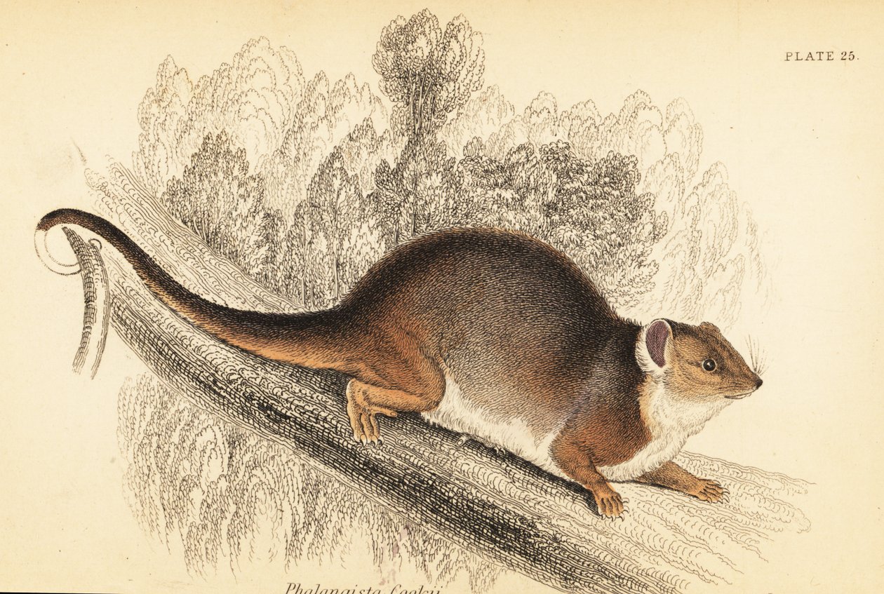 Látom a közönséges gyűrűsfarkút, Pseudocheirus peregrinus. ,1841 (metszet) alkotó: Georges Robert Waterhouse