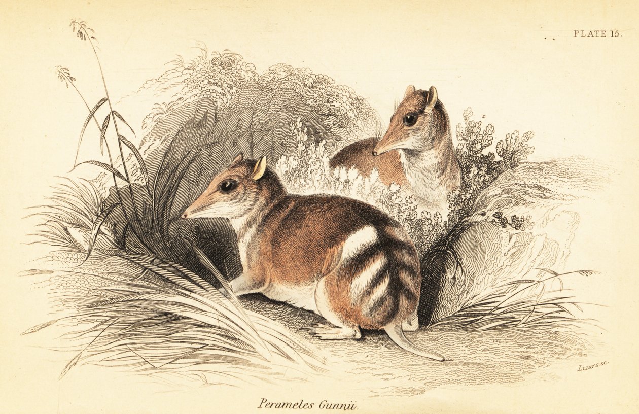 Keleti barred bandicoot, Perameles gunnii., 1841 (metszet) alkotó: Georges Robert Waterhouse