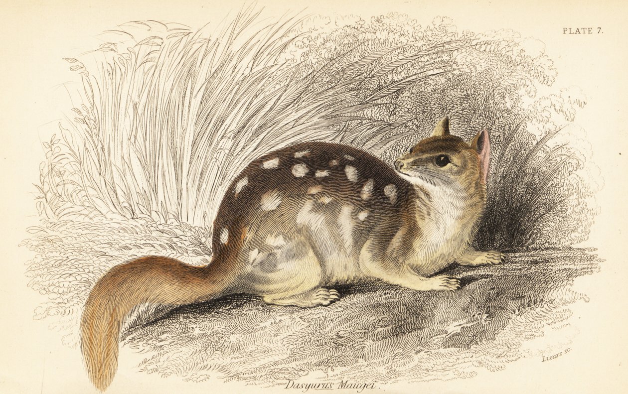 Keleti quoll, Dasyurus mosómedve. Veszélyeztetett. ,1841 (metszet) alkotó: Georges Robert Waterhouse