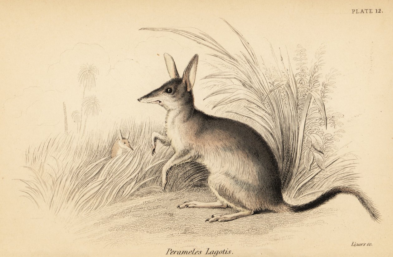 Nagy bilby, Macrotis lagotis. Veszélyeztetett. ,1841 (metszet) alkotó: Georges Robert Waterhouse