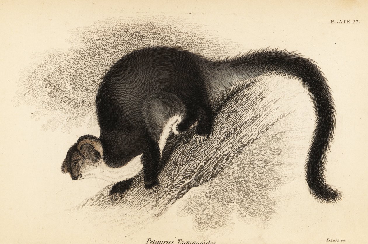 Nagy sikló, Petauroides volans. ,1841 (metszet) alkotó: Georges Robert Waterhouse