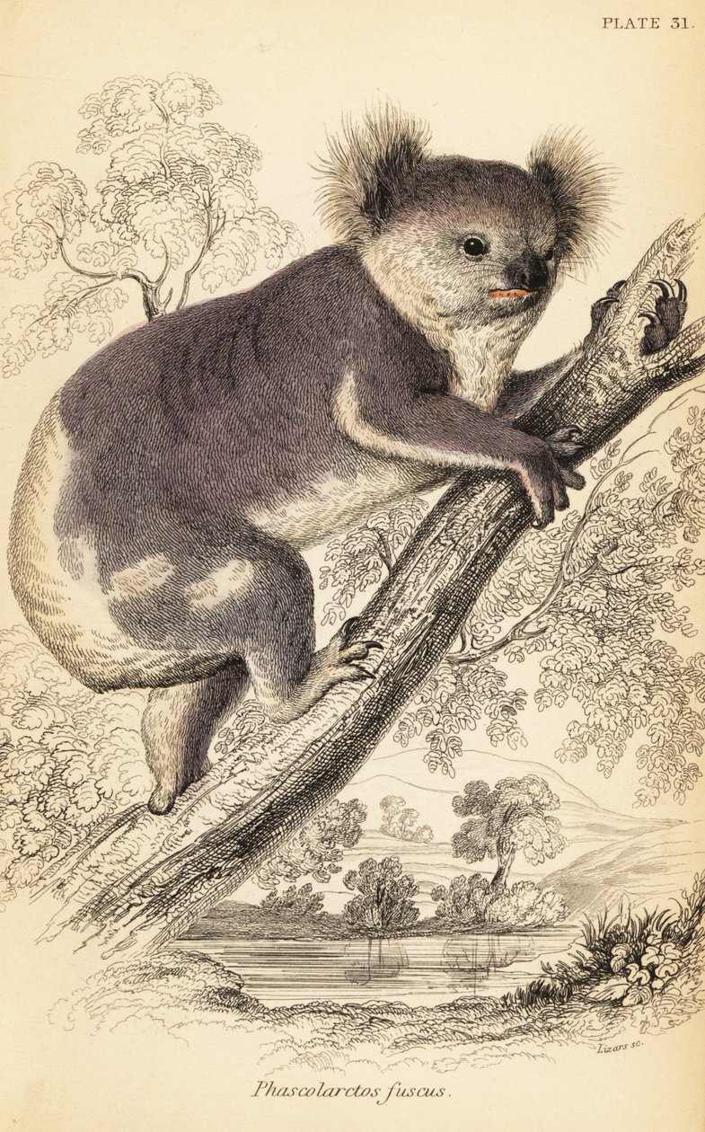 Koala, Phascolarctos cinereus., 1841 (metszet) alkotó: Georges Robert Waterhouse