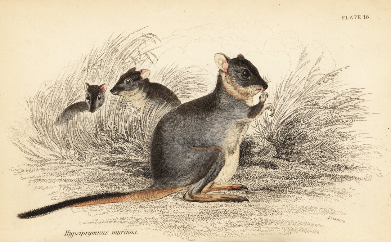 Hosszú lábú potoroo, Potorous longipes. Sebezhető.,1841 (metszet) alkotó: Georges Robert Waterhouse