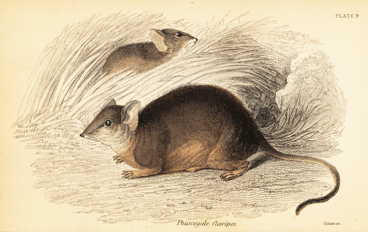 Mardo vagy sárgalábú antechinus, Antechinus flavipes. ,1841 (metszet) alkotó: Georges Robert Waterhouse