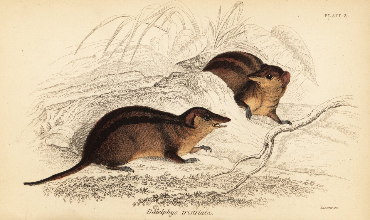 Északi háromcsíkos oposszum, Monodelphis americana. ,1841 (metszet) alkotó: Georges Robert Waterhouse