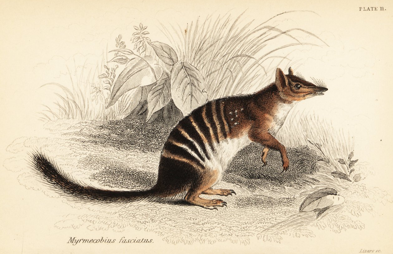 Numbat, Myrmecobius fasciatus. Veszélyeztetett. ,1841 (metszet) alkotó: Georges Robert Waterhouse