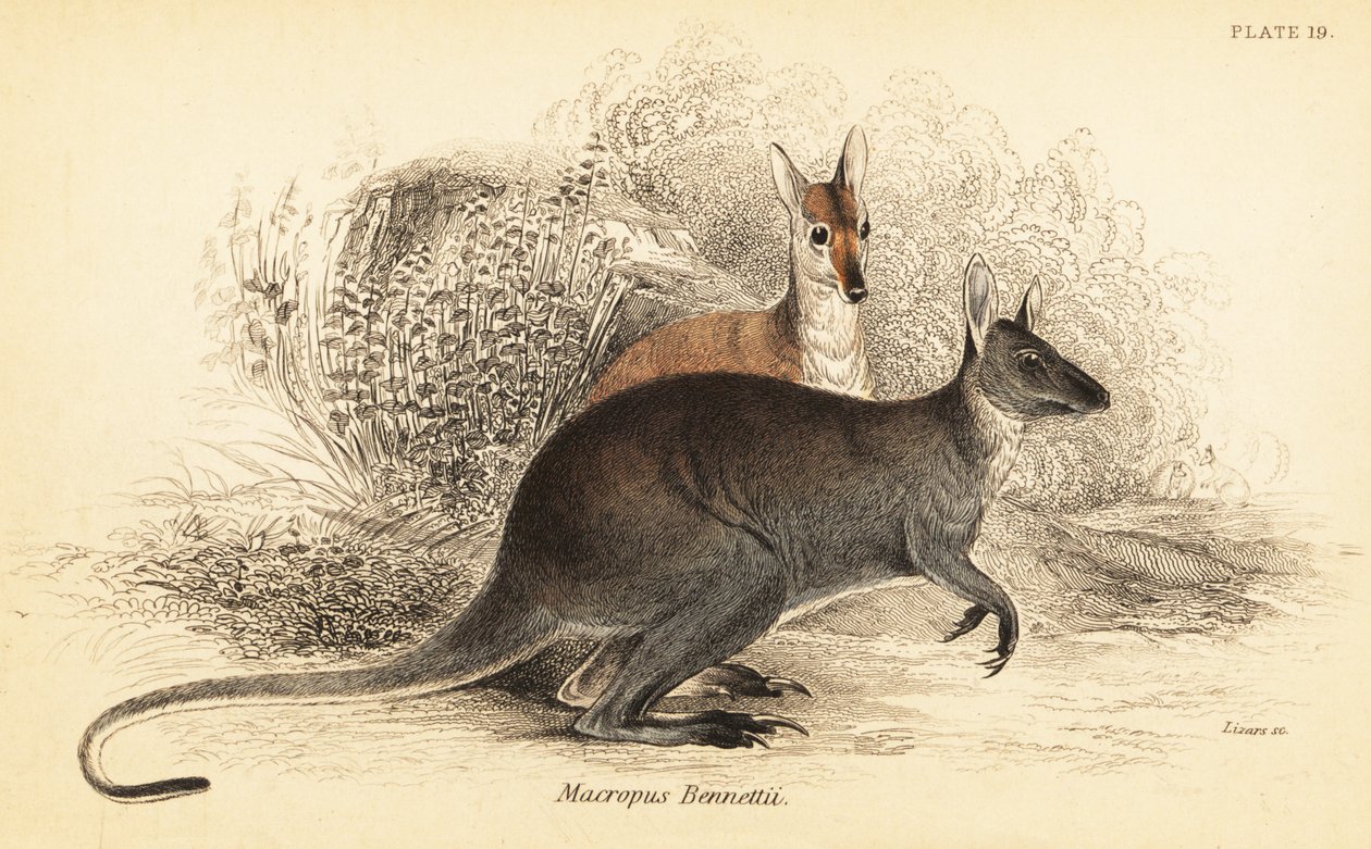 Piros nyakú falka, Macropus rufogriseus. ,1841 (metszet) alkotó: Georges Robert Waterhouse