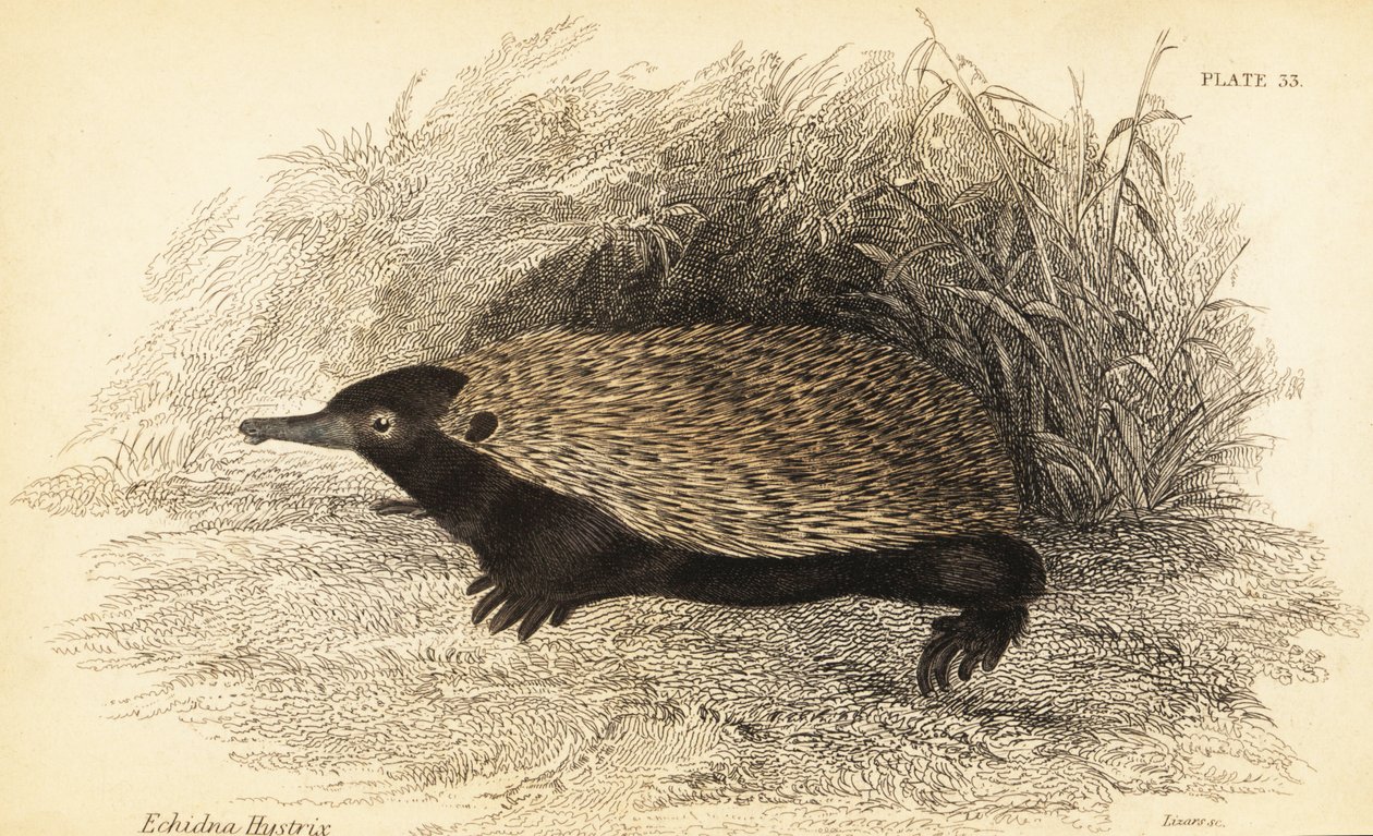 Rövidcsőrű echidna, Tachyglossus aculeatus.,1841 (metszet) alkotó: Georges Robert Waterhouse
