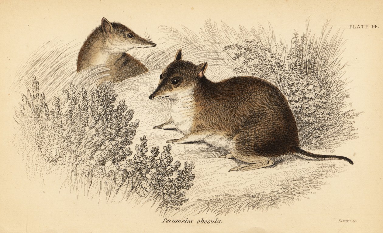 Déli barna bandicoot, Isoodon obesulus. Veszélyeztetett. ,1841 (metszet) alkotó: Georges Robert Waterhouse