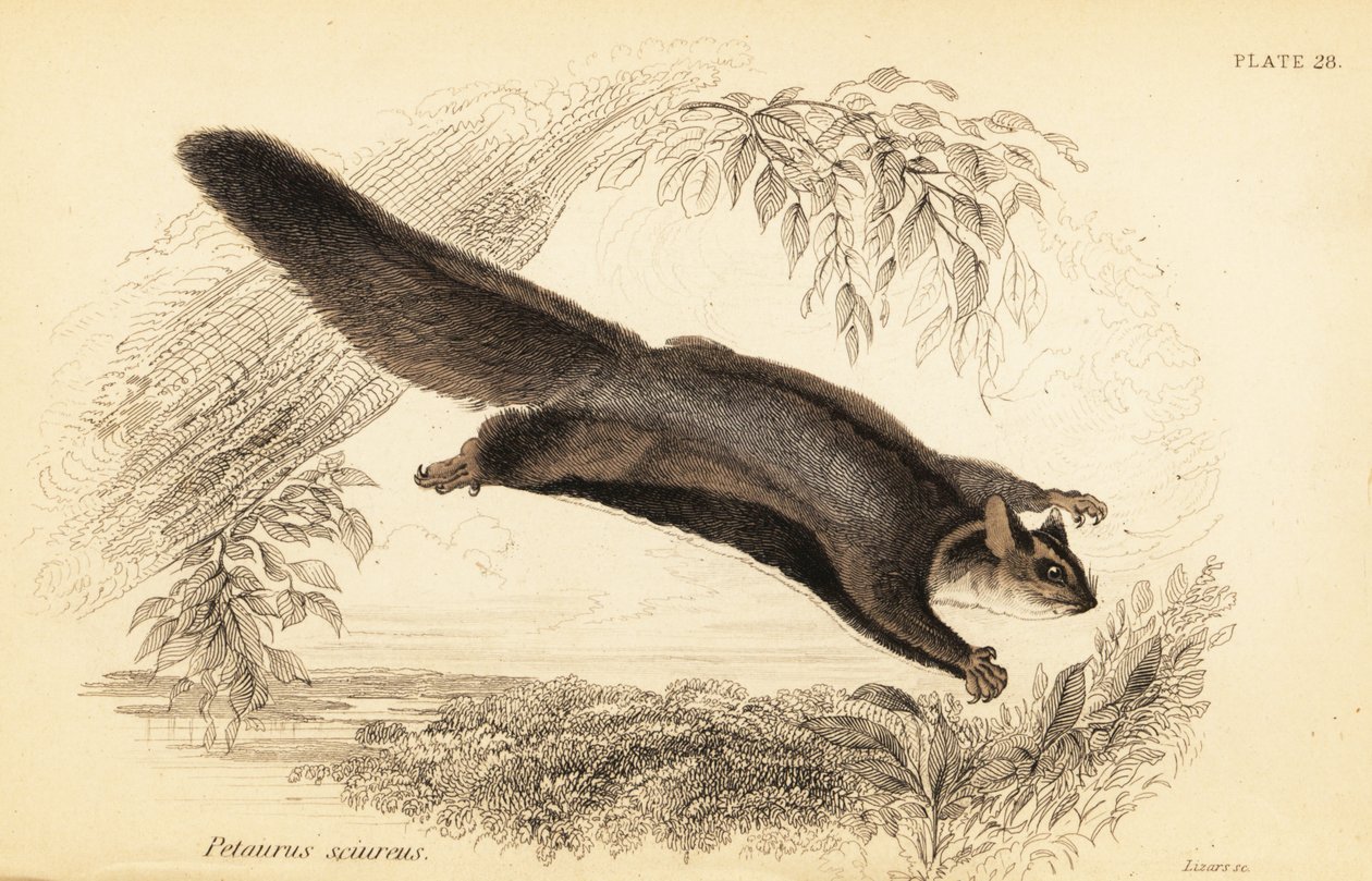 Mókussikló, Petaurus norfolcensis.,1841 (metszet) alkotó: Georges Robert Waterhouse