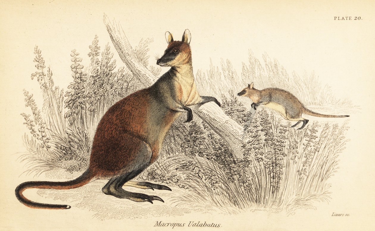 Swamp wallaby, Wallabia bicolor. ,1841 (metszet) alkotó: Georges Robert Waterhouse