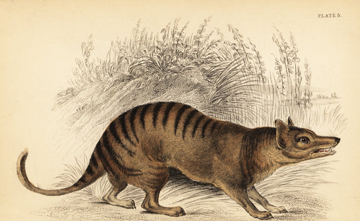 Tasmán tigris, Thylacinus cynocephalus. Kihalt. ,1841 (metszet) alkotó: Georges Robert Waterhouse
