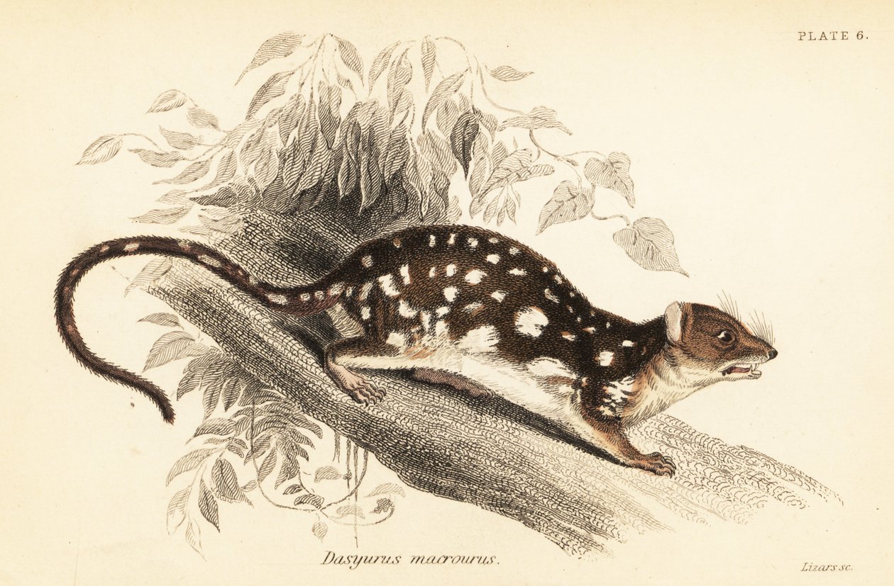 Tigris quoll, Dasyurus maculatus., 1841 (metszet) alkotó: Georges Robert Waterhouse