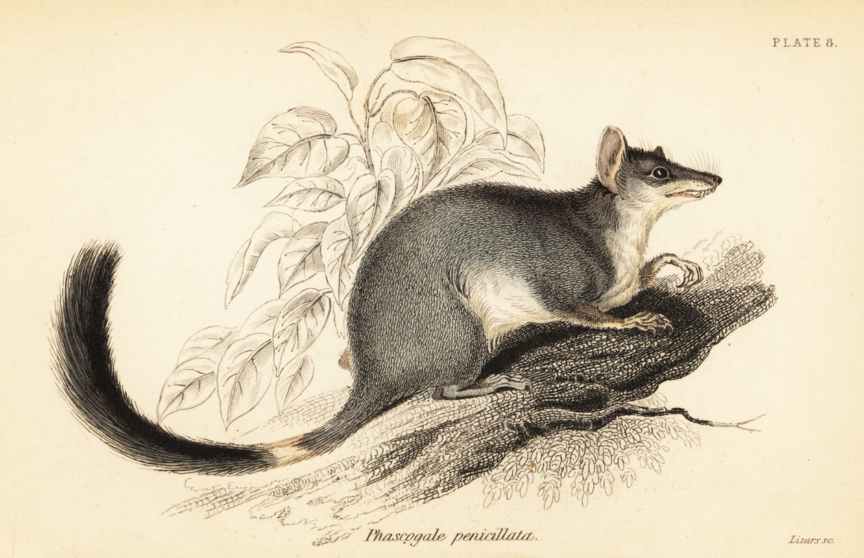 Tuan vagy közönséges wambenger, Phascogale tapoatafa. ,1841 (metszet) alkotó: Georges Robert Waterhouse