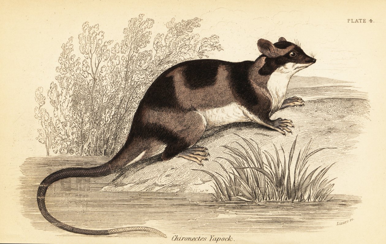 Vízi oposszum vagy yapok, Chironectes minimus. ,1841 (metszet) alkotó: Georges Robert Waterhouse