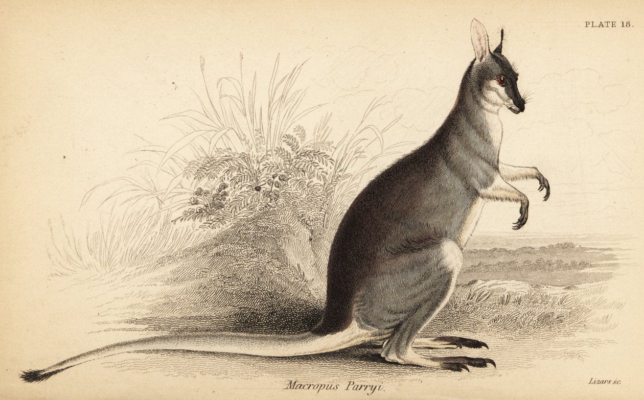 Whiptail Wallaby, Macropus parryi. ,1841 (metszet) alkotó: Georges Robert Waterhouse