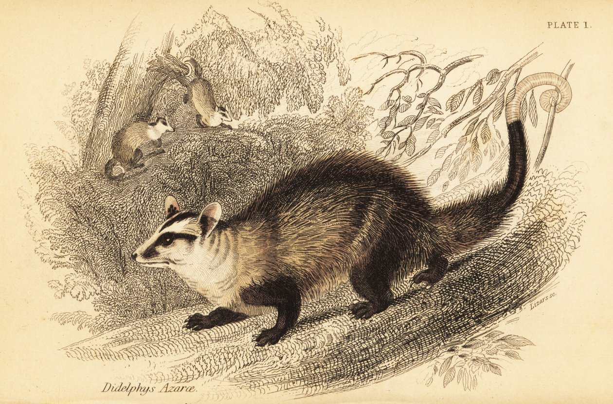 Fehérfülű oposszum, Didelphis albiventris. ,1841 (metszet) alkotó: Georges Robert Waterhouse