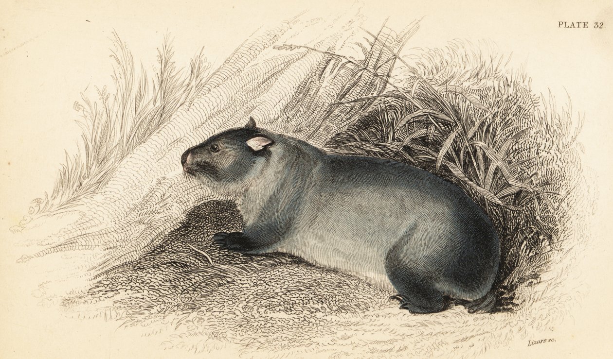Wombat, Wombatus ursinus., 1841 (metszet) alkotó: Georges Robert Waterhouse