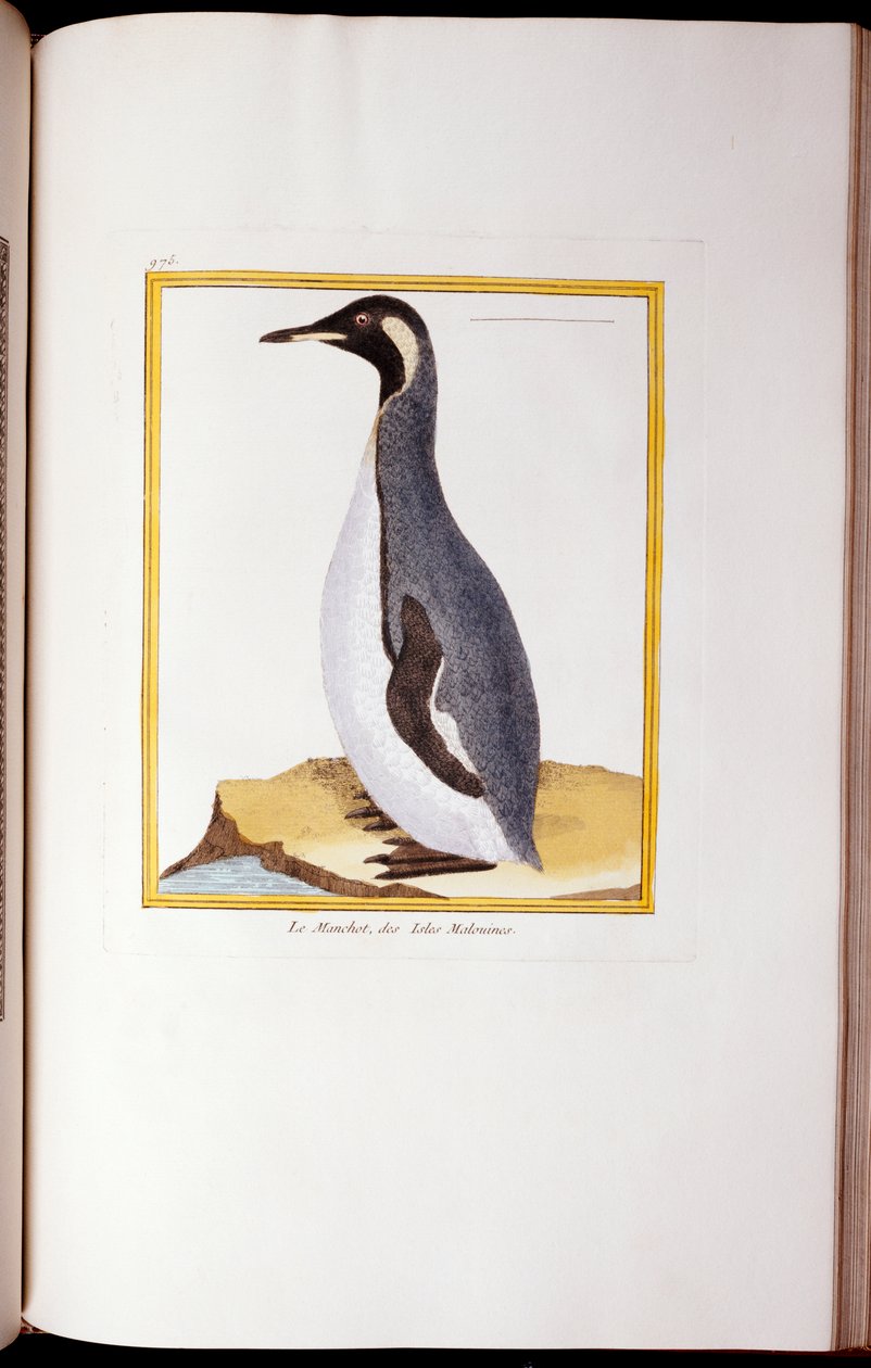 Pingvin, Falkland-szigetek, a "Natural History of Birds", 1770-86 alkotó: Georges de Buffon