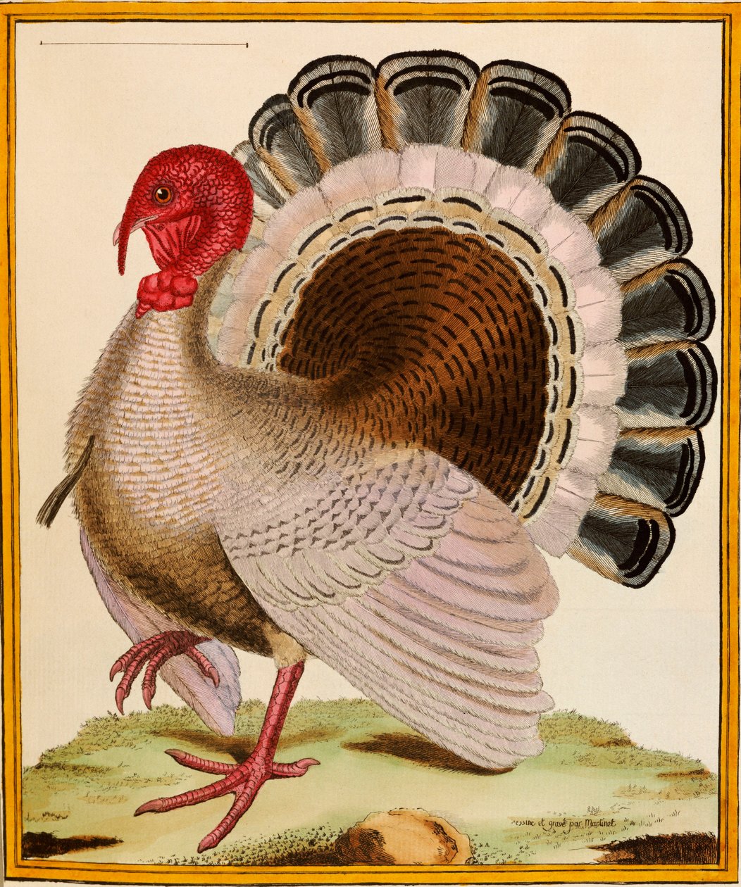 Törökország, a "Histoire Nouvelles des Oiseaux"-ból, 1771-86 alkotó: Georges de Buffon