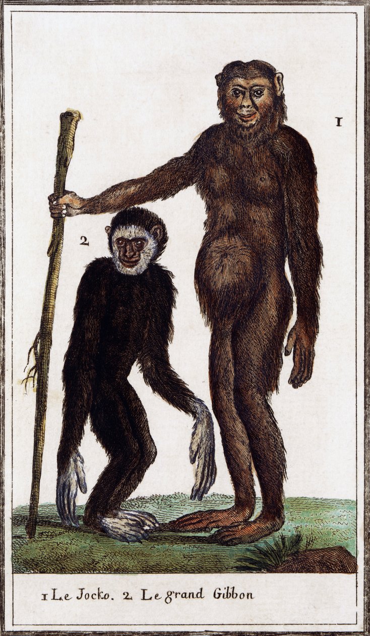 Jocko, csimpánz vagy gibbon, a Histoire naturelle illusztrációja, Georges-Louis Leclerc Buffon grófja (1707-1788), akvarell metszet alkotó: Georges de Buffon