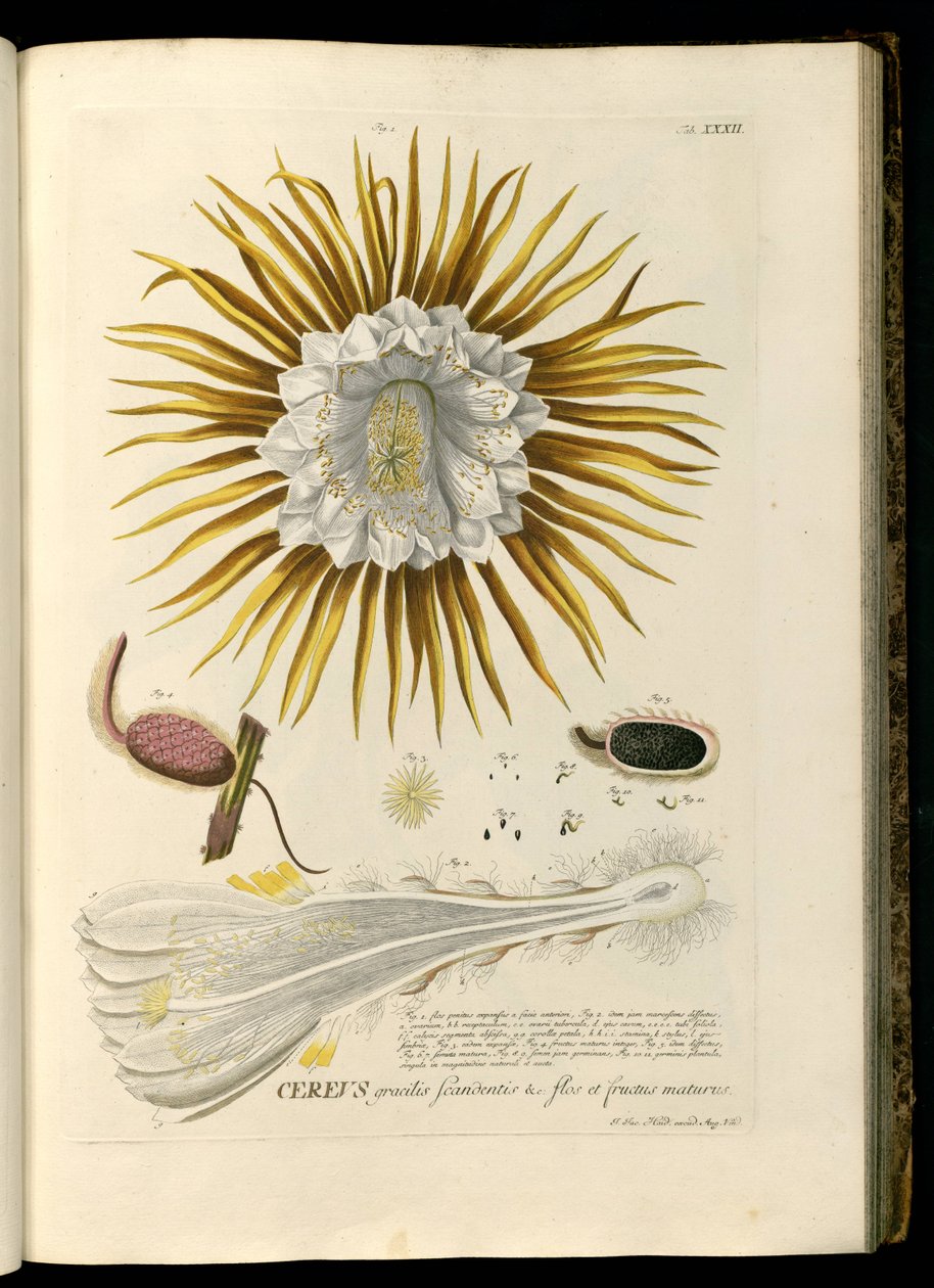 Selenicereus grandiflorus alkotó: Georg Dionysius Ehret