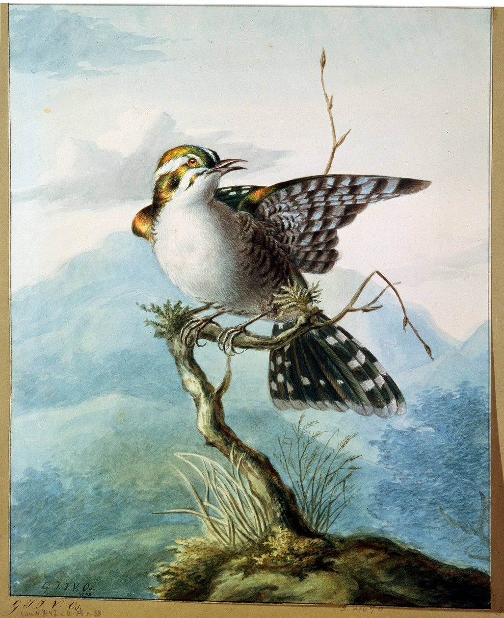 Egy kis madár, 1798 alkotó: Georgius Jacobus Johannes van Os