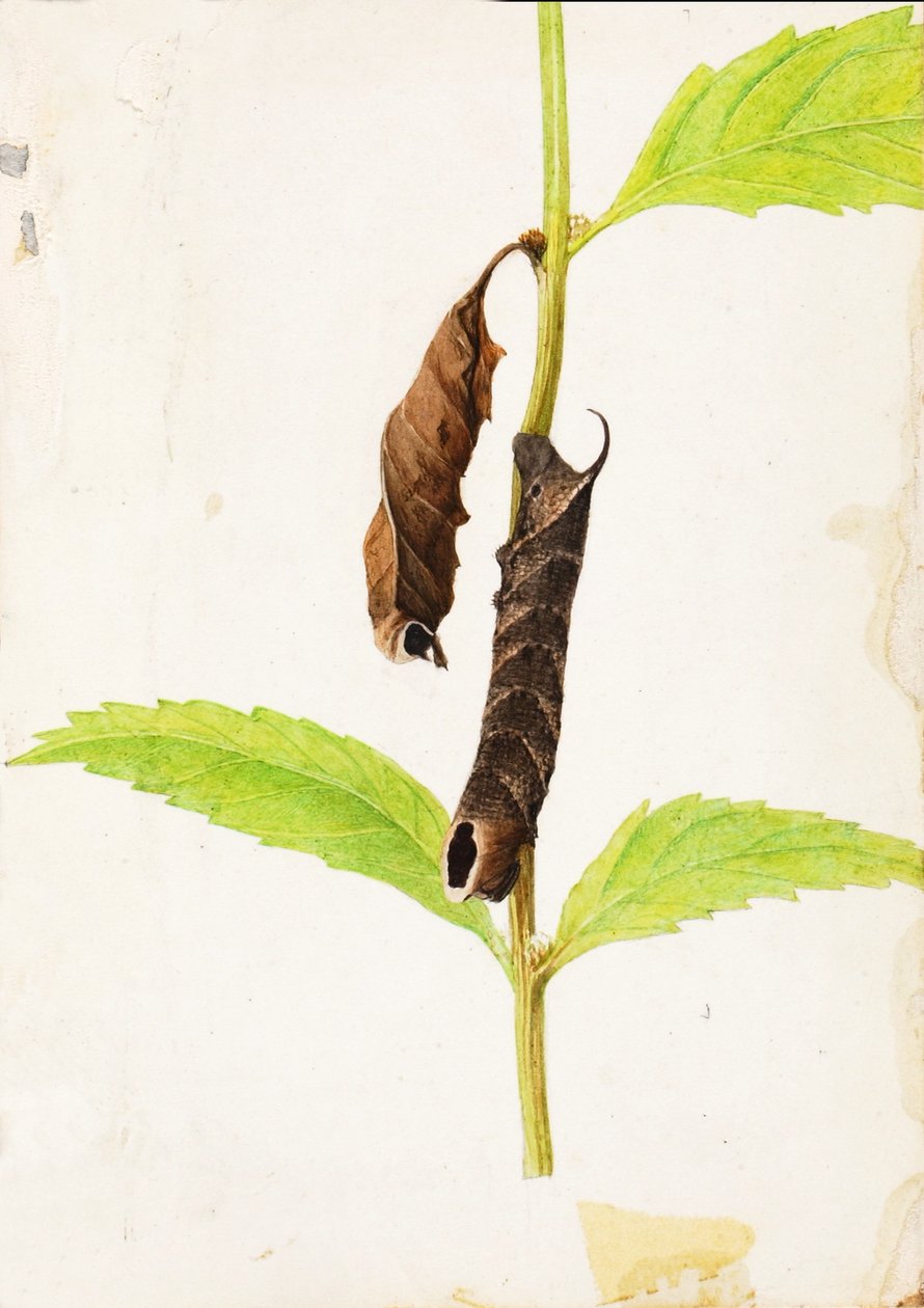 Göndör halott levél, amely a szfinx hernyót utánozza, tanulmány a Concealing Coloration in the Animal Kingdom című könyvhöz. alkotó: Gerald H. Thayer