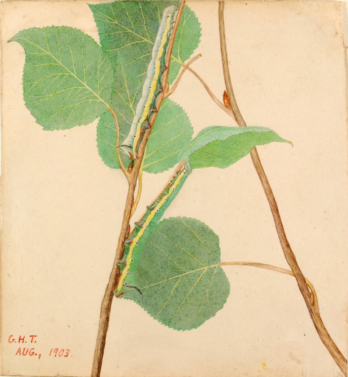 Tükörhátú hernyó..., 20. század eleje. alkotó: Gerald H. Thayer