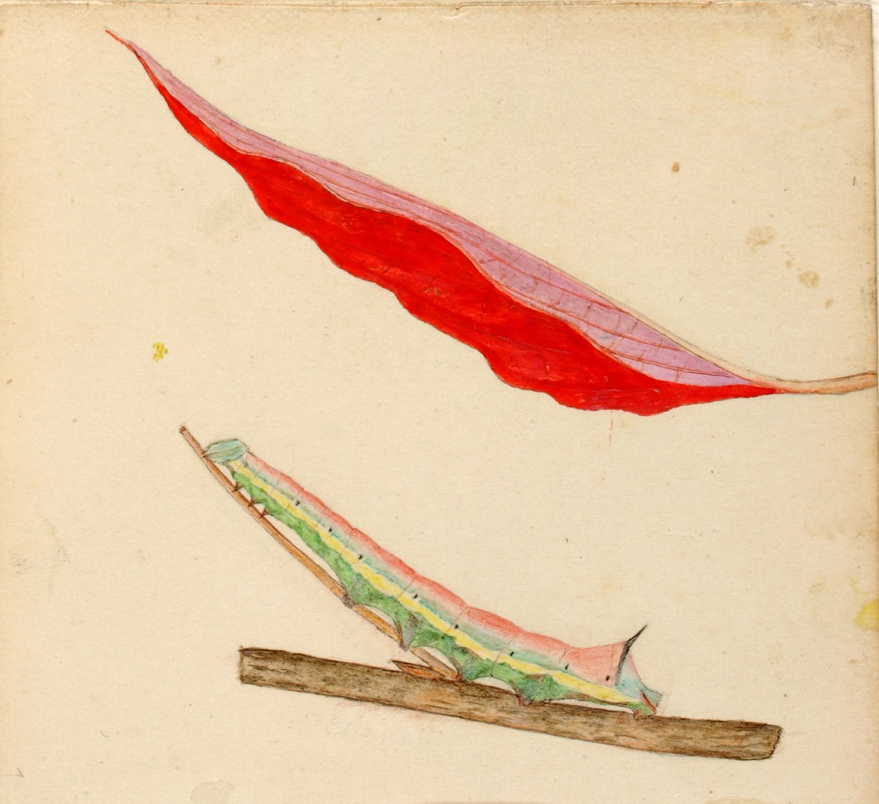 "Tükörhátú" hernyó, tanulmány a Concealing Coloration in the Animal Kingdom című könyvhöz alkotó: Gerald H. Thayer