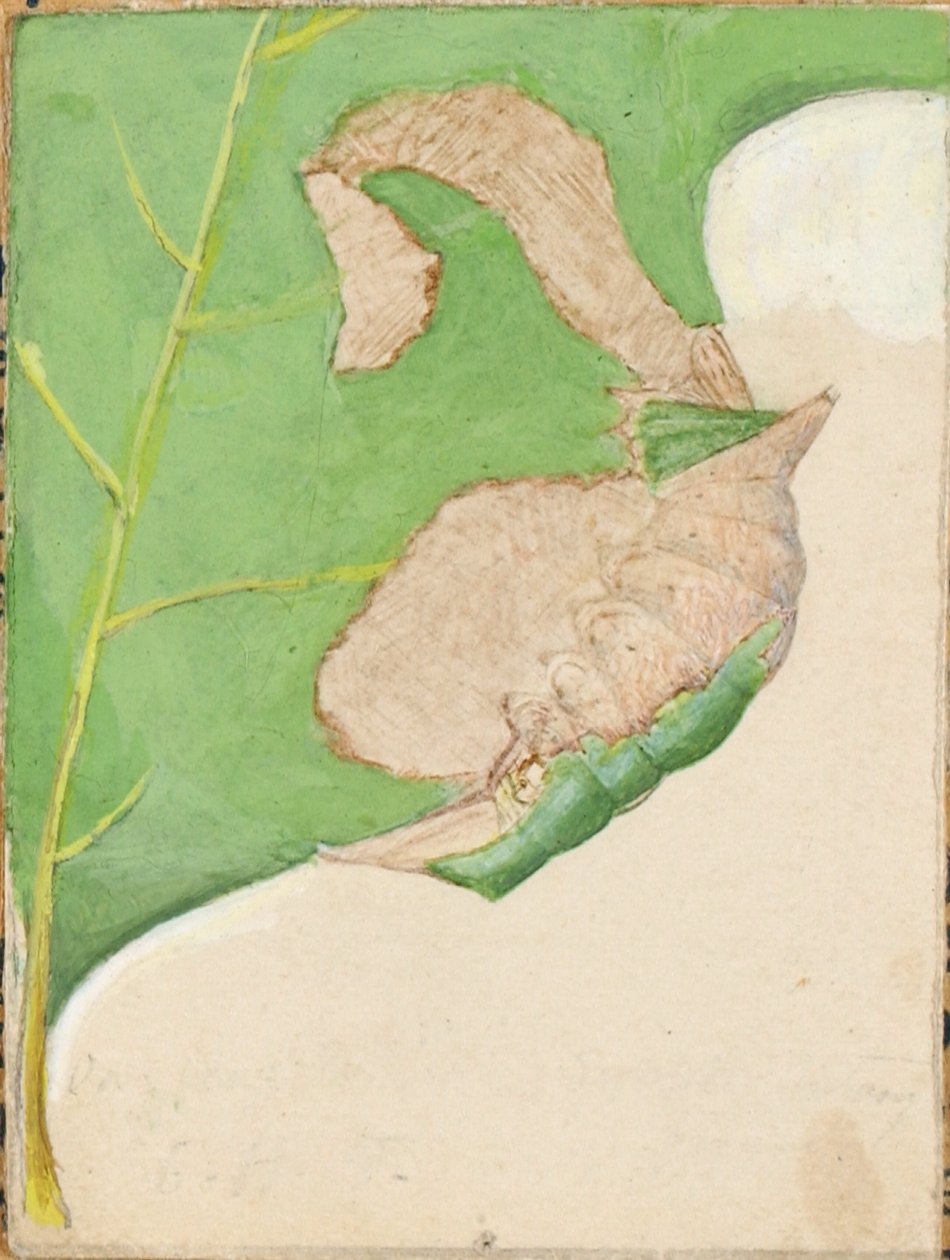 Oak Leaf Edge Caterpillar, tanulmány a Concealing Coloration in the Animal Kingdom című könyvhöz alkotó: Gerald H. Thayer