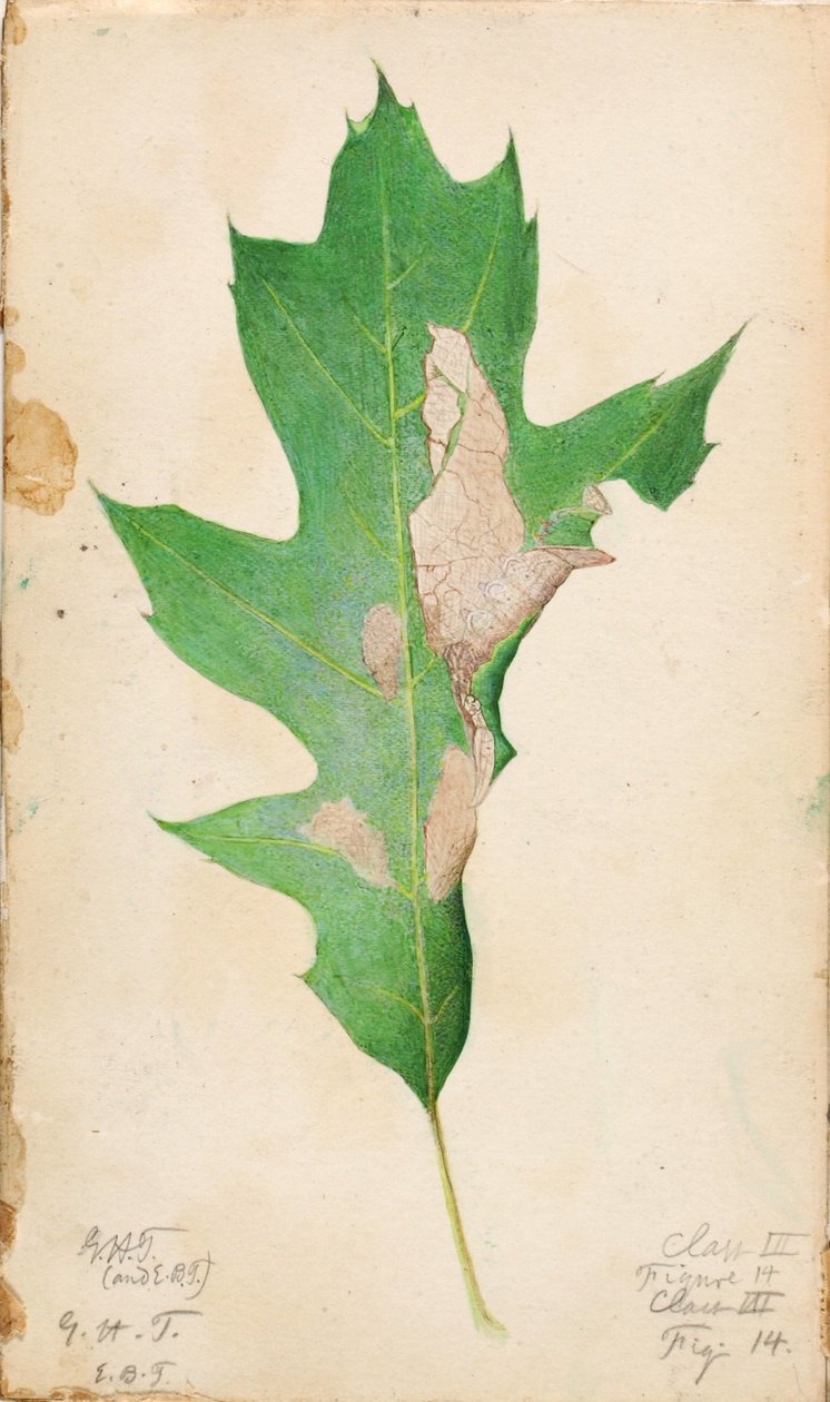 Oak Leaf Edge Caterpillar, tanulmány a Concealing Coloration in the Animal Kingdom című könyvhöz alkotó: Gerald H. Thayer