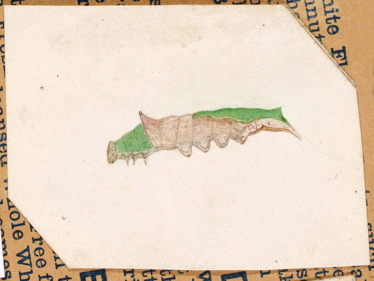 Oak Leaf Edge Caterpillar, tanulmány a Concealing Coloration in the Animal Kingdom című könyvhöz alkotó: Gerald H. Thayer