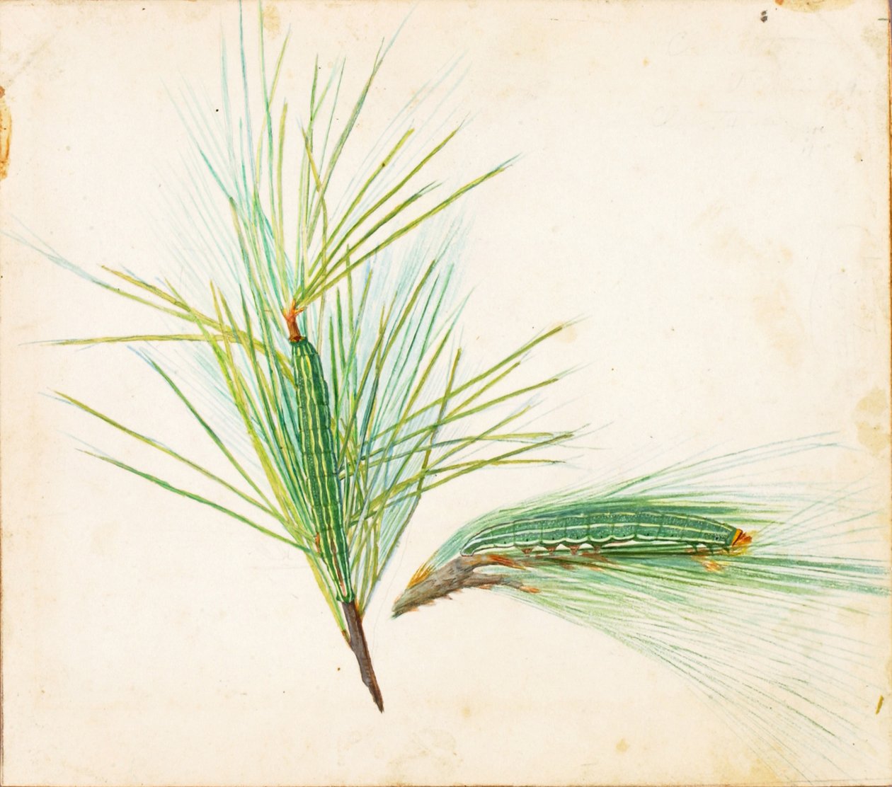 Fenyőbojtos hernyó..., 20. század eleje. alkotó: Gerald H. Thayer