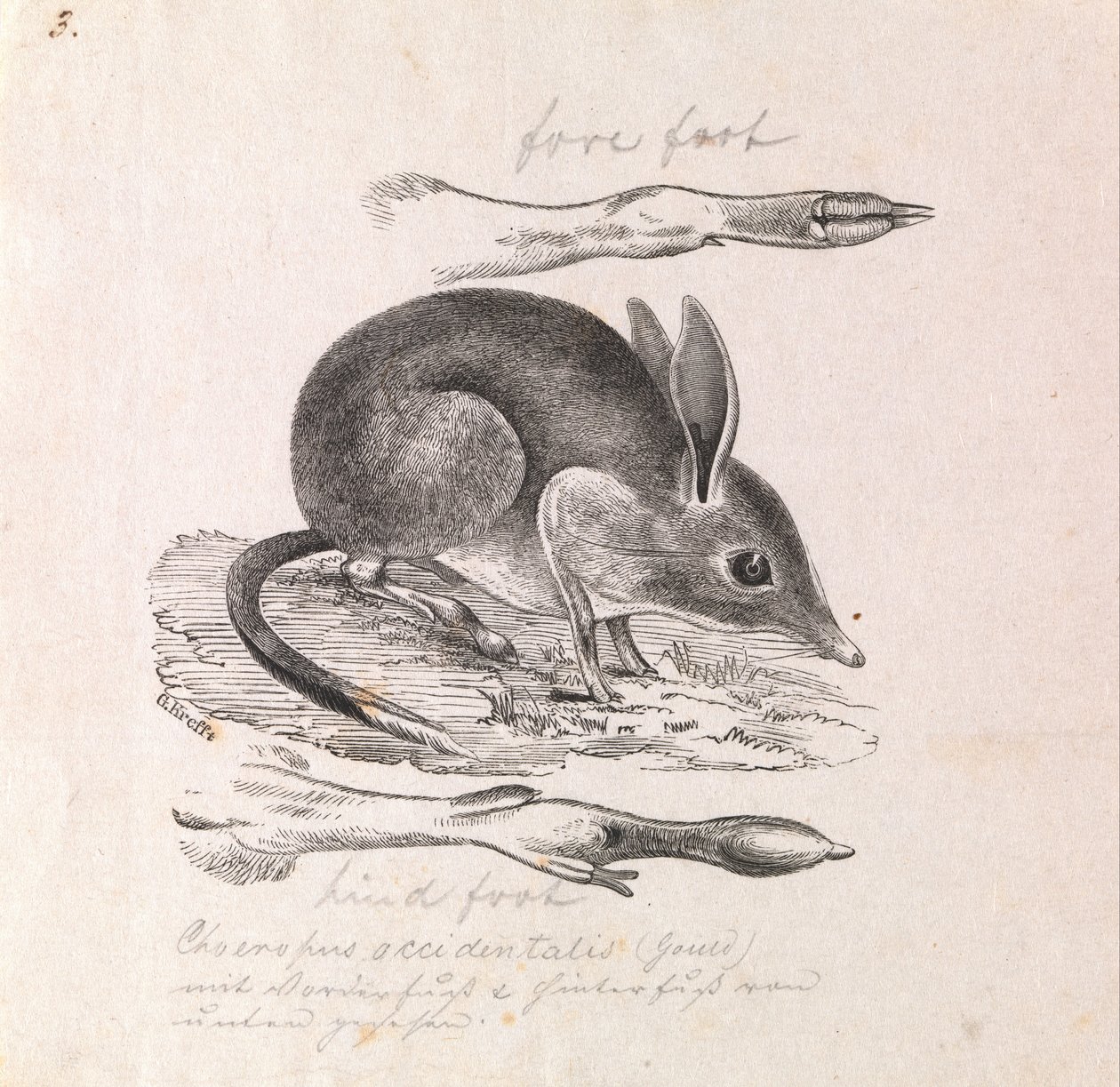 Sertéslábú Bandicoot, Chaeropus ecaudatus alkotó: Gerard Krefft