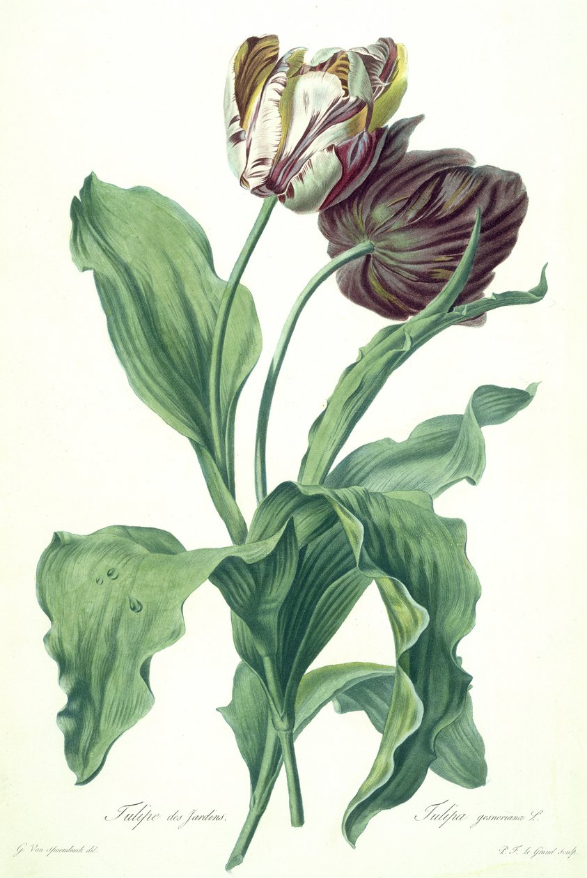 Kerti tulipán, az „Opera Botanica”-ból, Le Grand metszet, 1760-as években alkotó: Gerard van Spaendonck