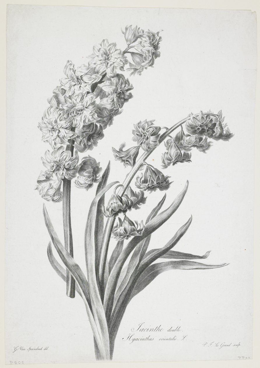 Dupla jácint, a Fleurs Dessinees d
