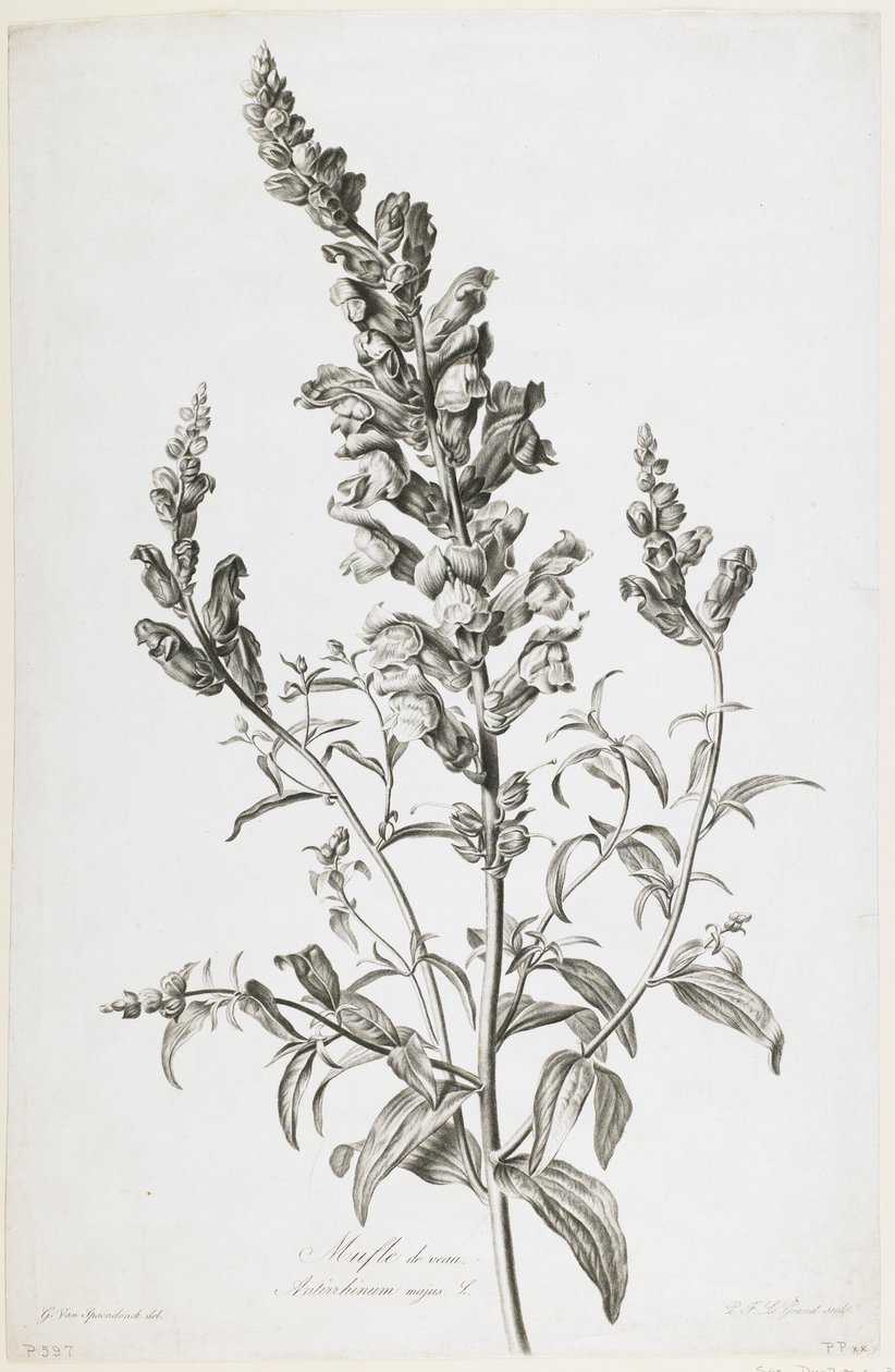 Borjútölcsér, a Fleurs Dessinees d