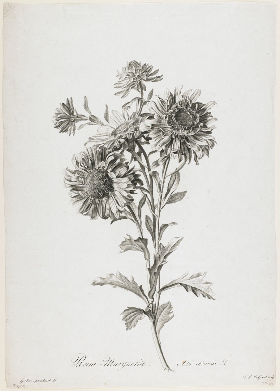 Reine-Marguerite, a Fleurs Dessinees d
