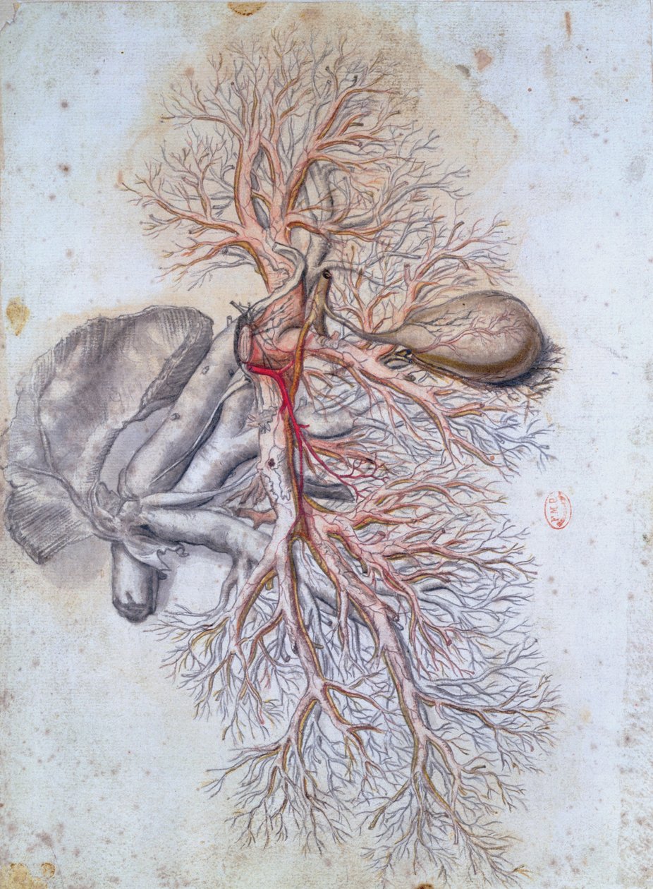 A máj és az epehólyag erei, az Anatomia Humani Corporisból, Govard Bidloo (1649-1713) 1685 körül alkotó: Gerard de Lairesse