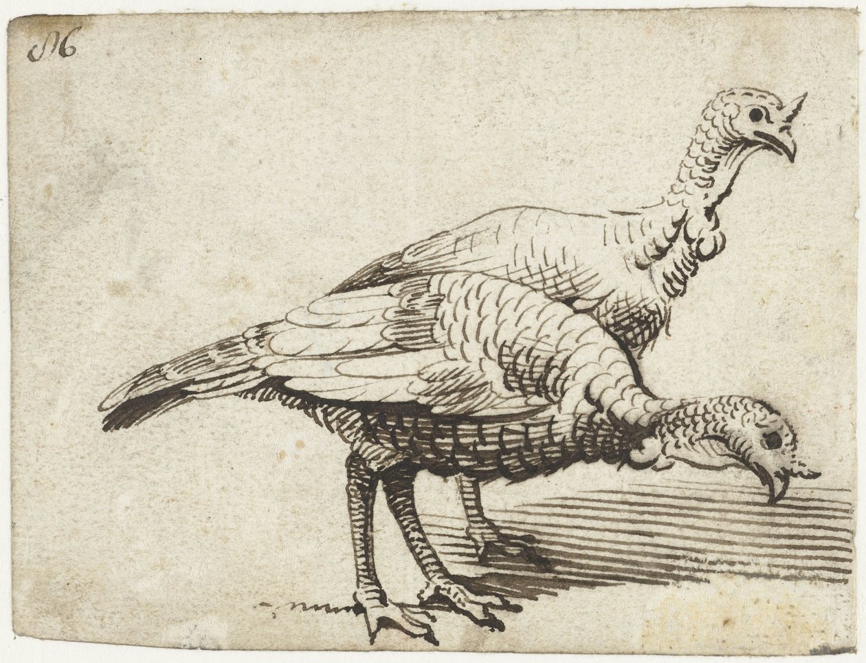 Két pulyka alkotó: Gerard ter Borch (I)