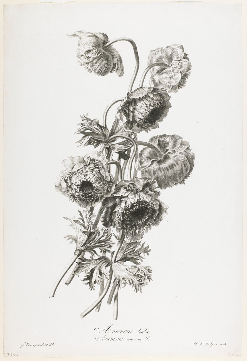 Kettős kökörcsin, a Fleurs Dessinees d