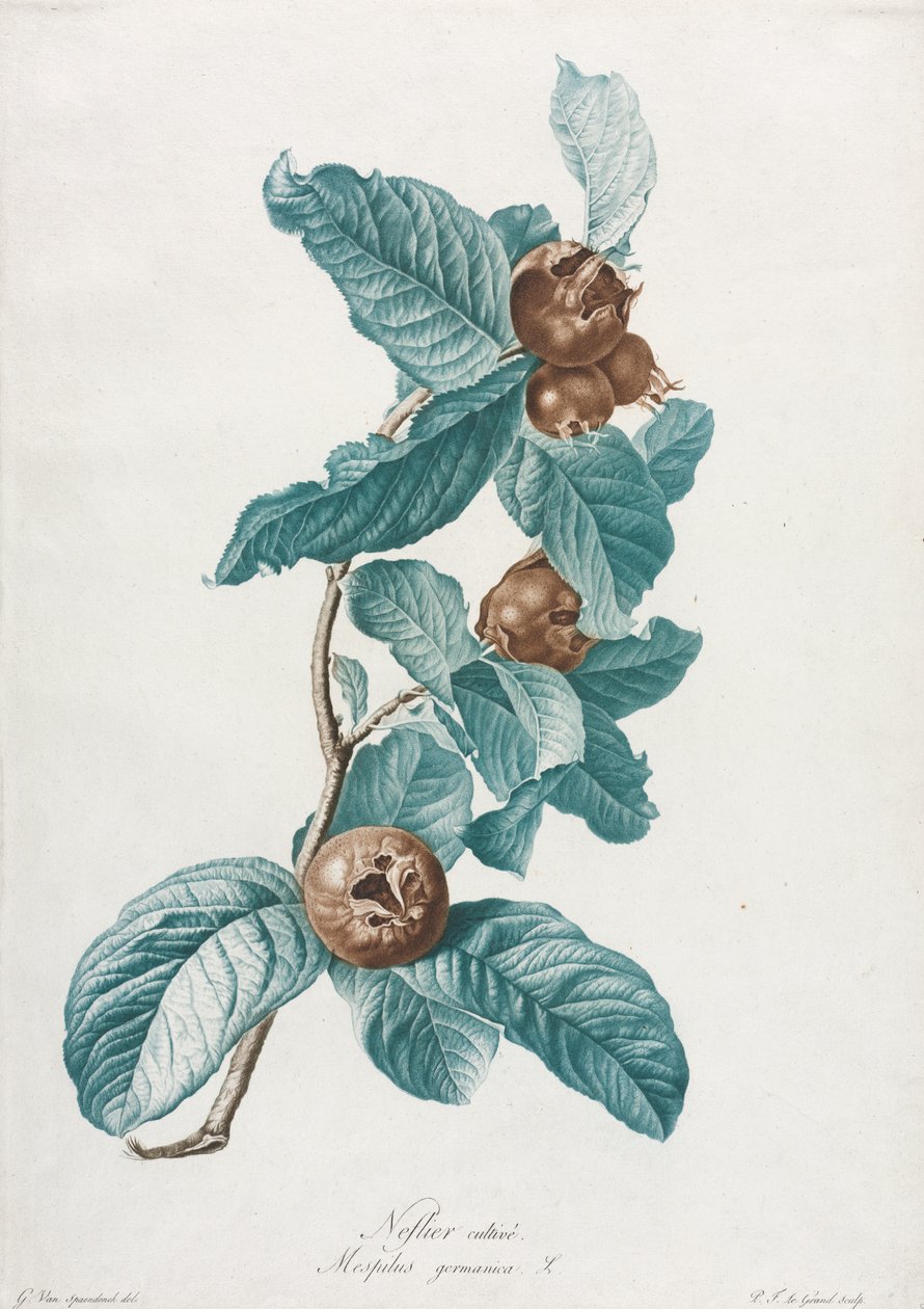 Tenyésztett naspolya (Mespilus germanica) alkotó: Gerard van Spaendonck