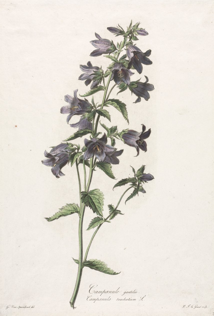Természetből merített virágok: Harangvirág, c. 1800. alkotó: Gerard van Spaendonck