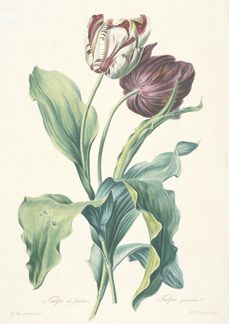 Kerti tulipán, a Természetből merített virágokból, c. 1800 alkotó: Gerard van Spaendonck
