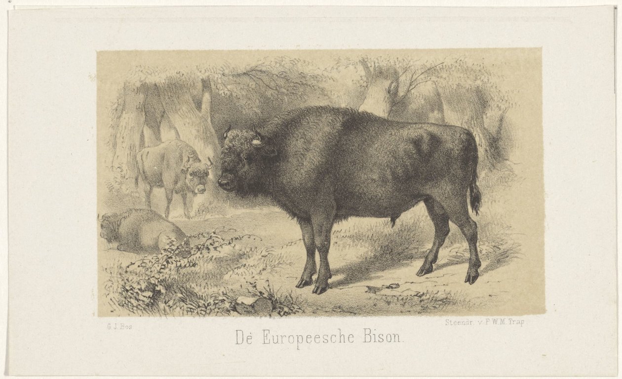 európai bölény Az európai bölény (cím a tárgyon) alkotó: Gerardus Johannes Bos