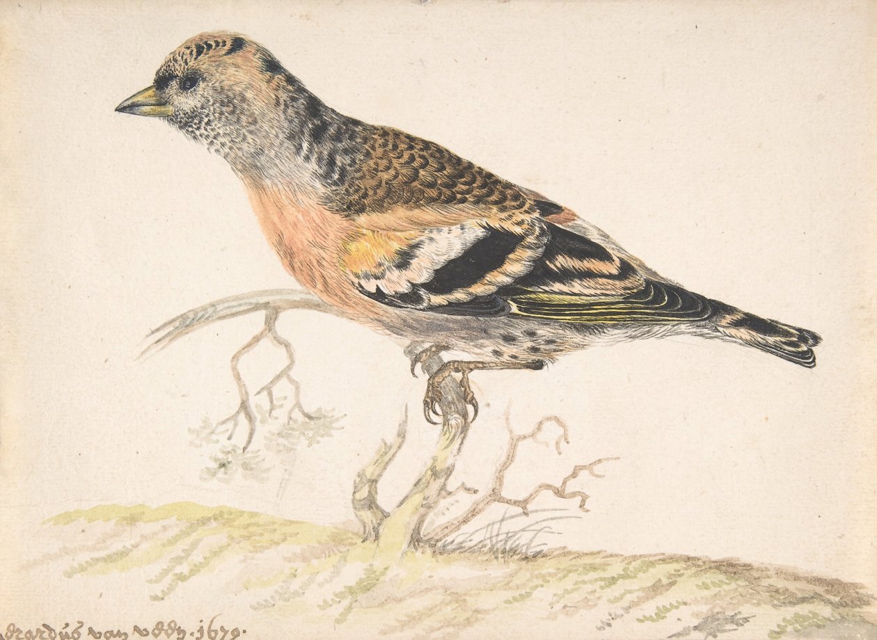 Bramling Fringilla Montifringilla, 1679. alkotó: Gerardus van Veen